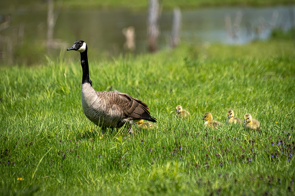 DSD01271web.jpg.602ccd1d5900de0326d8d18e9f57dafe.jpg