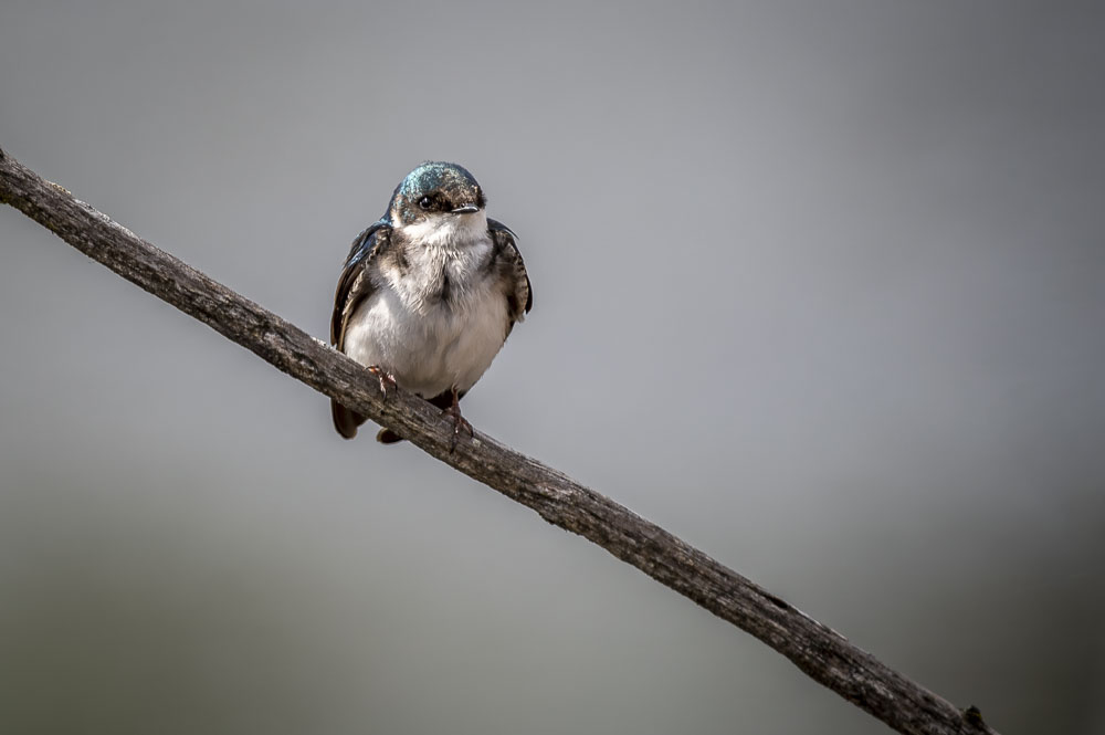 Hirondelle.JPG.550f33b1a4718b17171510f7de333d4f.JPG