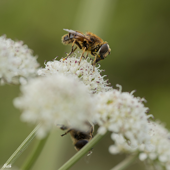 Insecte_12.jpg.e29ca750d43ba29f6940fed25212630b.jpg