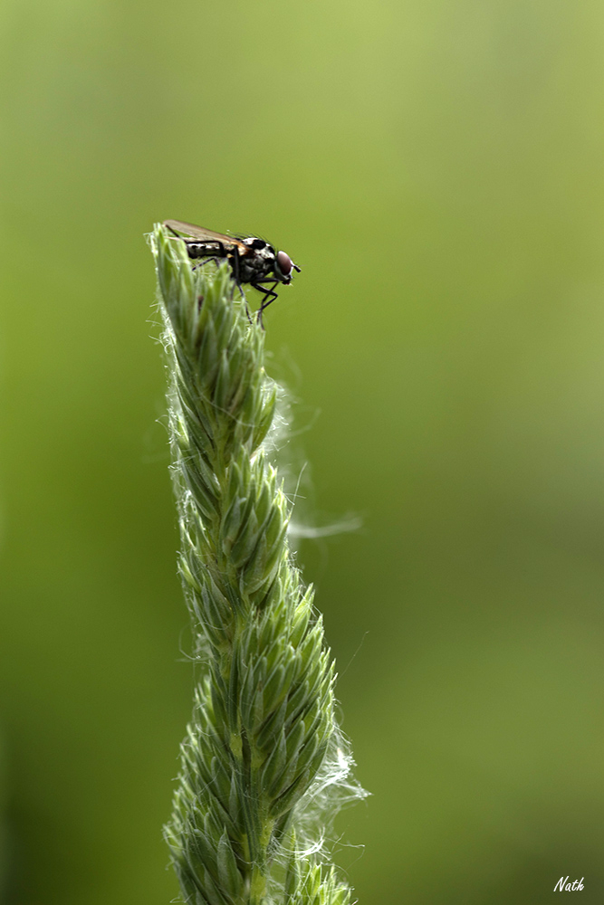 Insecte_3.jpg.f09e9a0f1e26cbe900bd649113e396f1.jpg