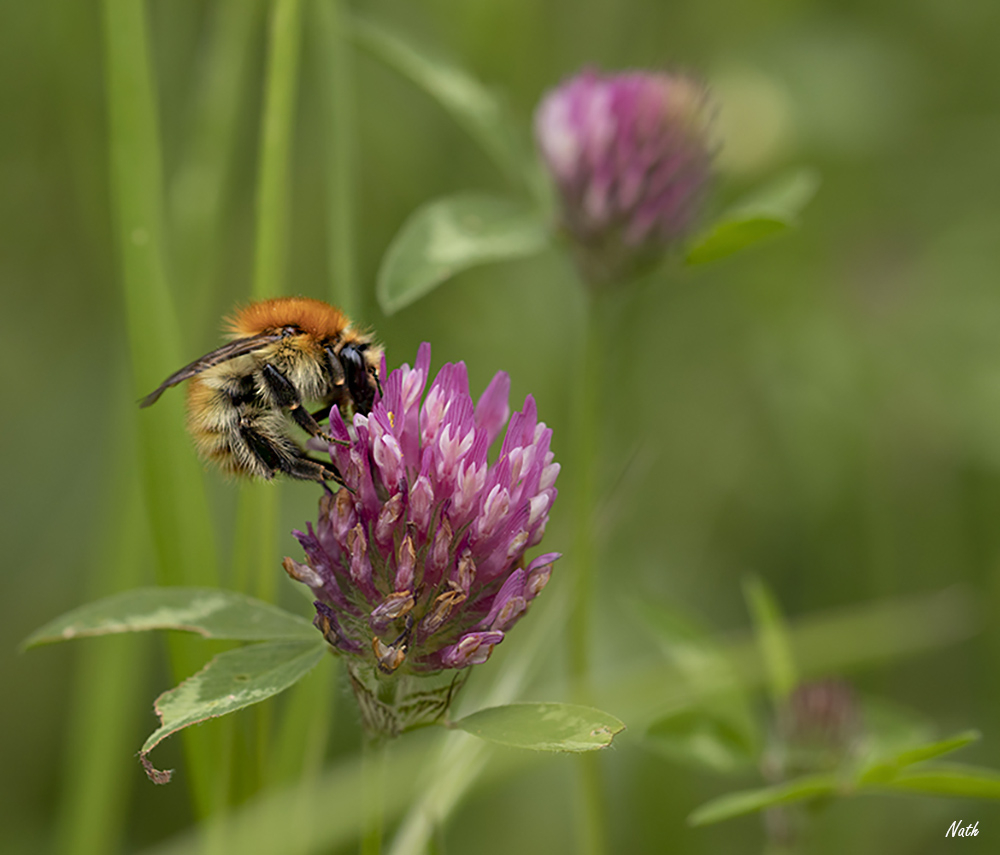 Insecte_8.jpg.5e7b831a4f77f0911e0eedc57bd8b397.jpg