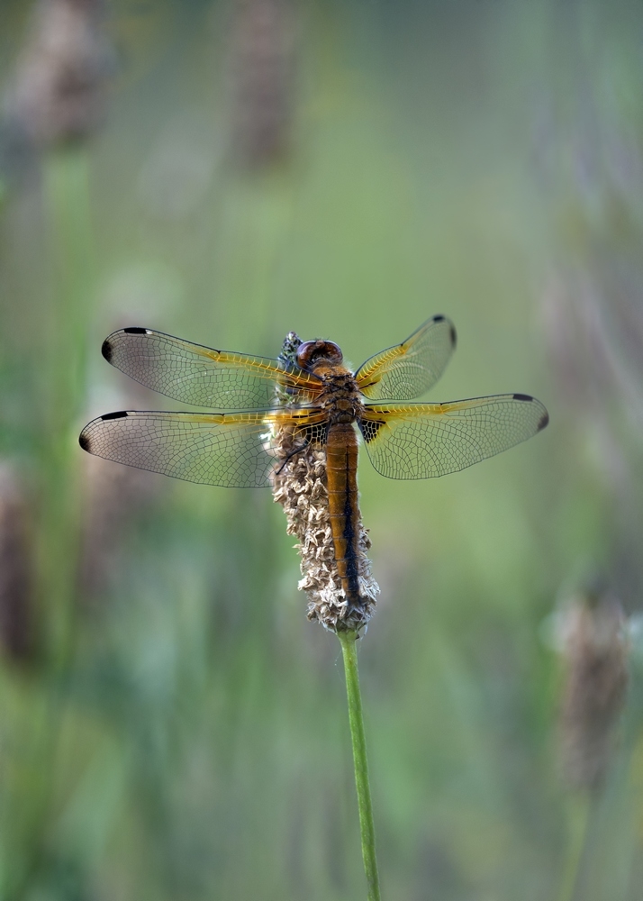 LibellulefauveStackde26imagesDSC_58525877.jpg.8cf4e9d907f18e60f157fffb1cf87852.jpg