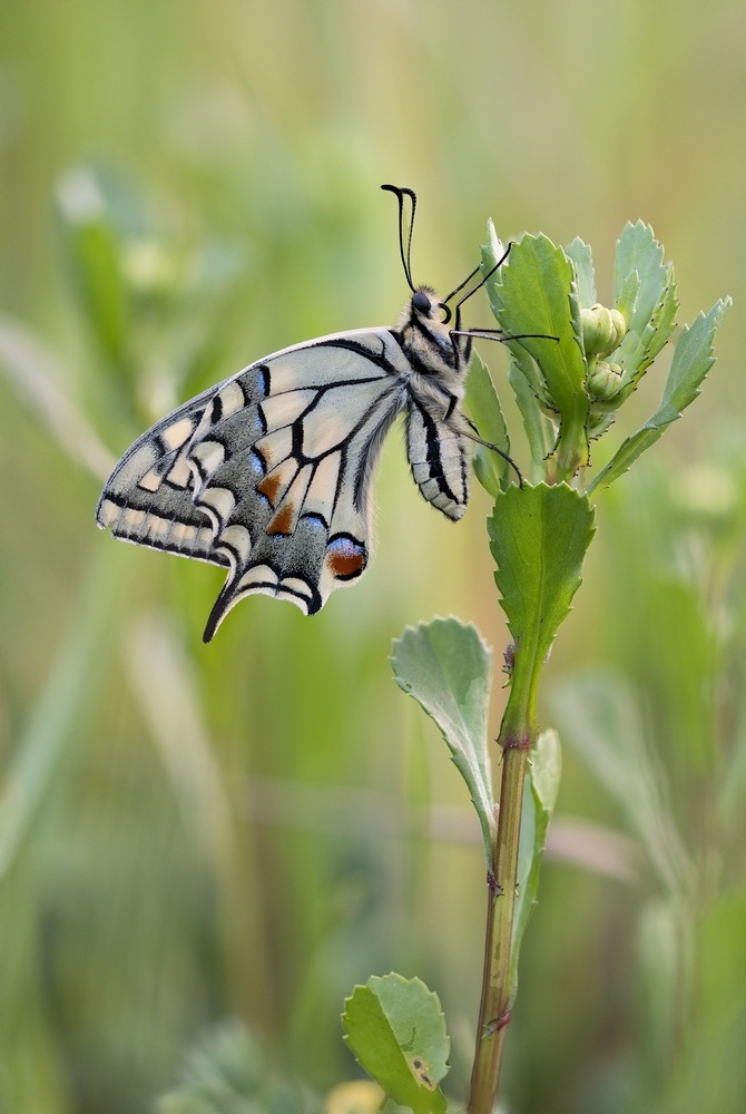 MachaonStackde25imagesDSC_56205644.jpg.c5acb891dba6ef0c3904fcd7717cefdb.jpg