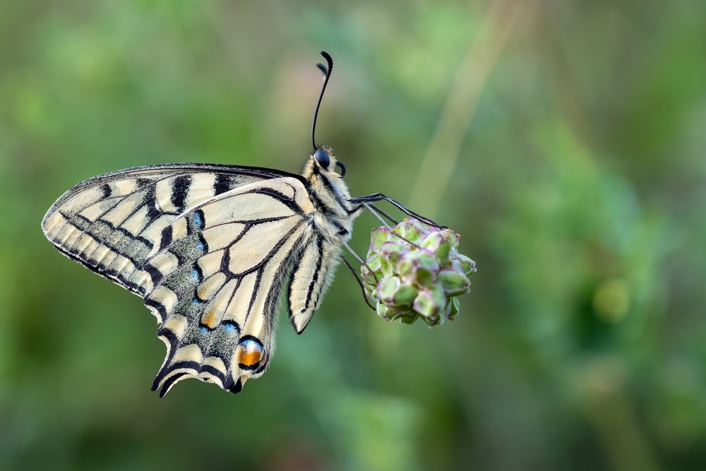PapilioMachaonDSC_6407.jpg.92af1db8ae6743d993819fec67474b78.jpg