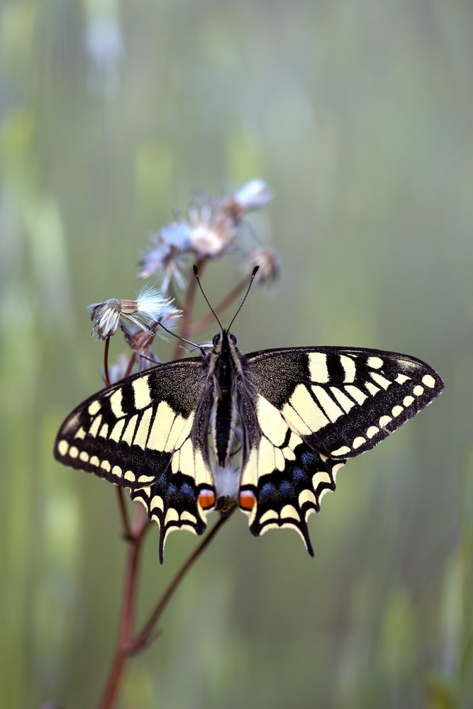 PapillonMachaonDSC_5153.jpg.c3d08c683d8ea908e30cbd71e582fadd.jpg