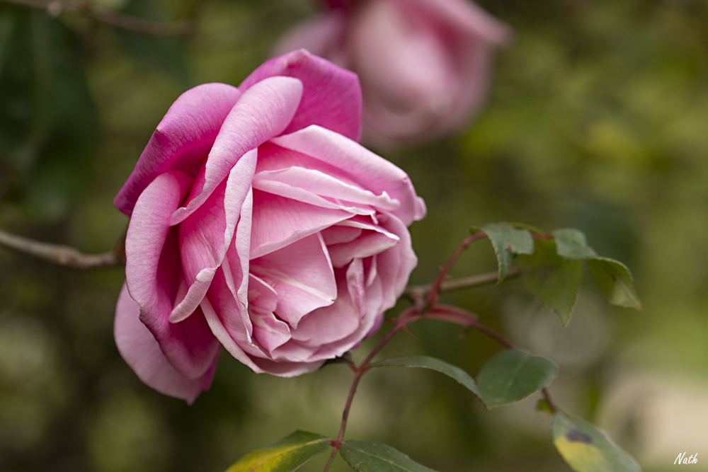 Rose_1.jpg.613114bfbcaf5ef0810af9fd32a2c7cf.jpg