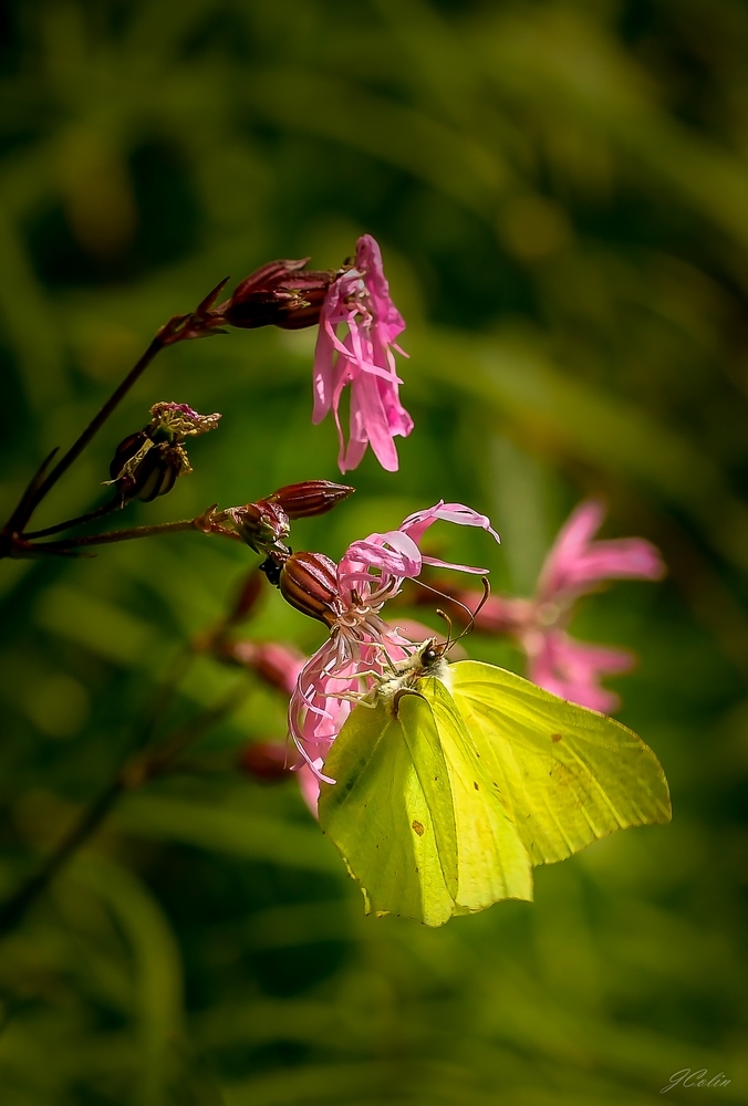 _DSC9734-2.JPG.d9a877f6a0b599bc96bf74ee26b81bd9.JPG