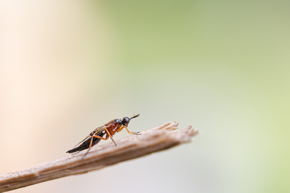 branche-2.jpg.0646b2308349a001cb69e60bf7e205c2.jpg