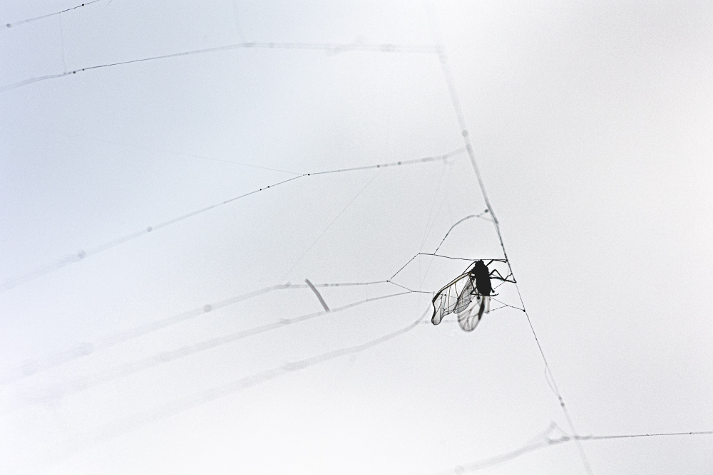 branche-2.jpg.406d78188e8336568284f9da261fb129.jpg