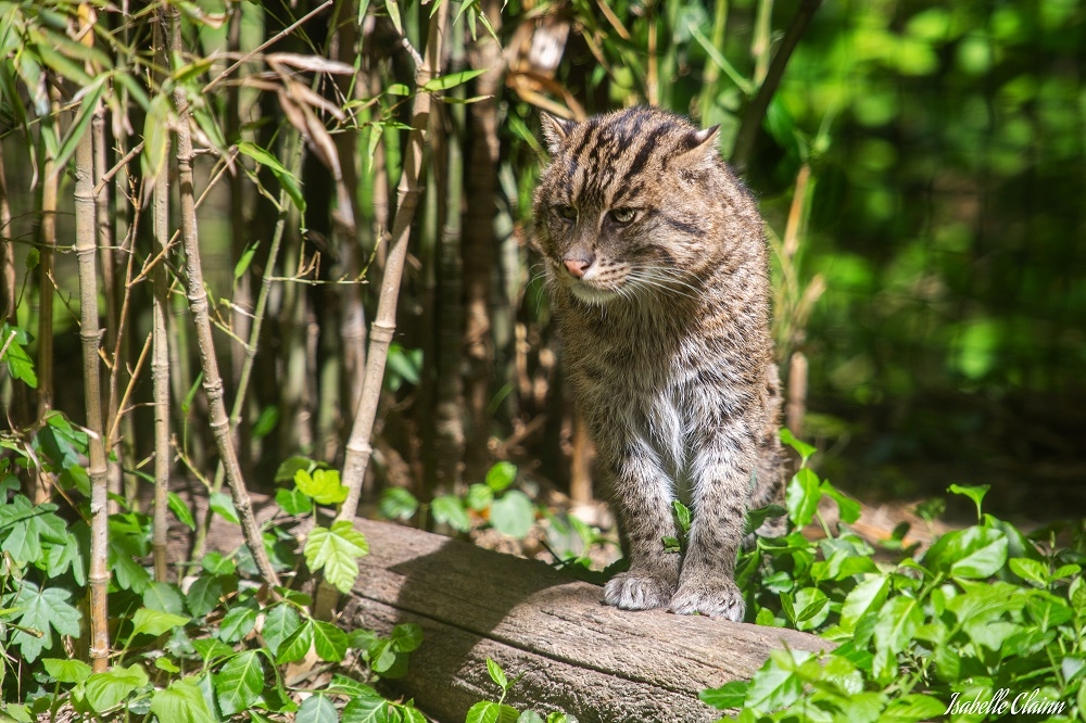 chat pecheur 1Afp.jpg
