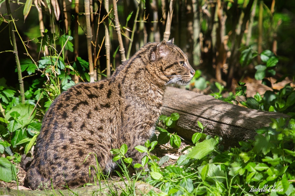 chat pecheur 1Bfp.jpg