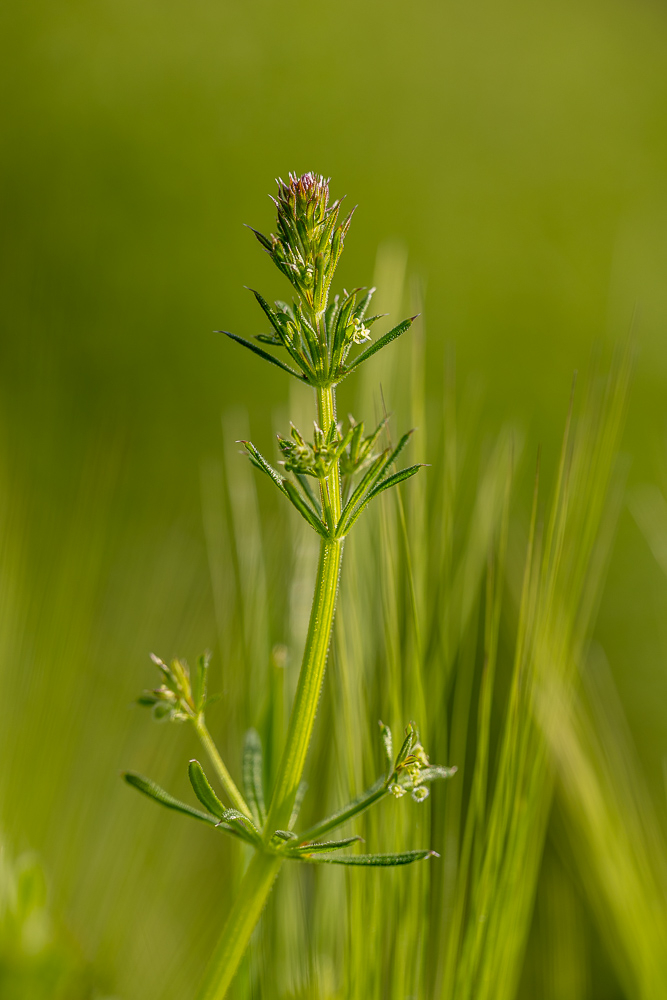 macro-2.jpg.b50f14431b2739af66d22fa24477bdba.jpg