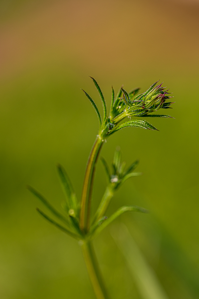 macro-3.jpg.b4fc2cf8c4572f84fe24afffe3ff4cf5.jpg