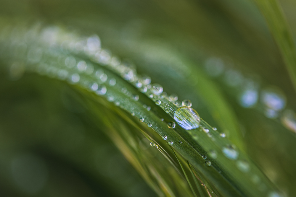macro-4.jpg.887a08ea3e3256fcb0aed79716087dfb.jpg