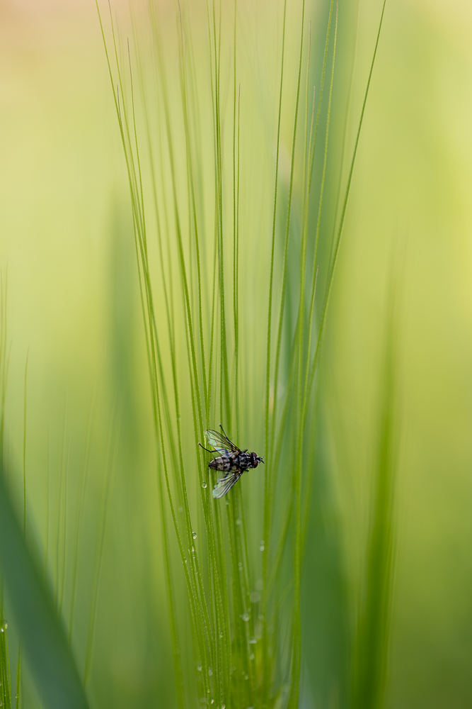 macro.jpg.a59a4e105eebdef2528670c2db71b245.jpg