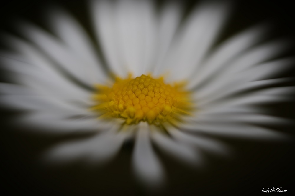 margueritefp.jpg
