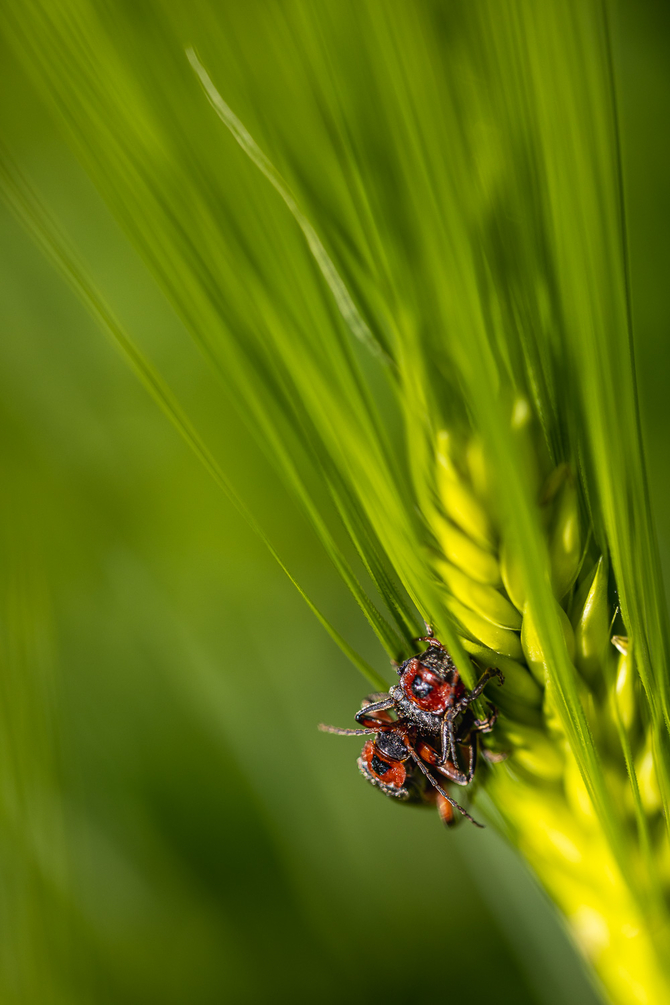 mouche-2.thumb.jpg.363c643da362591d4b0187c8a4cf675a.jpg