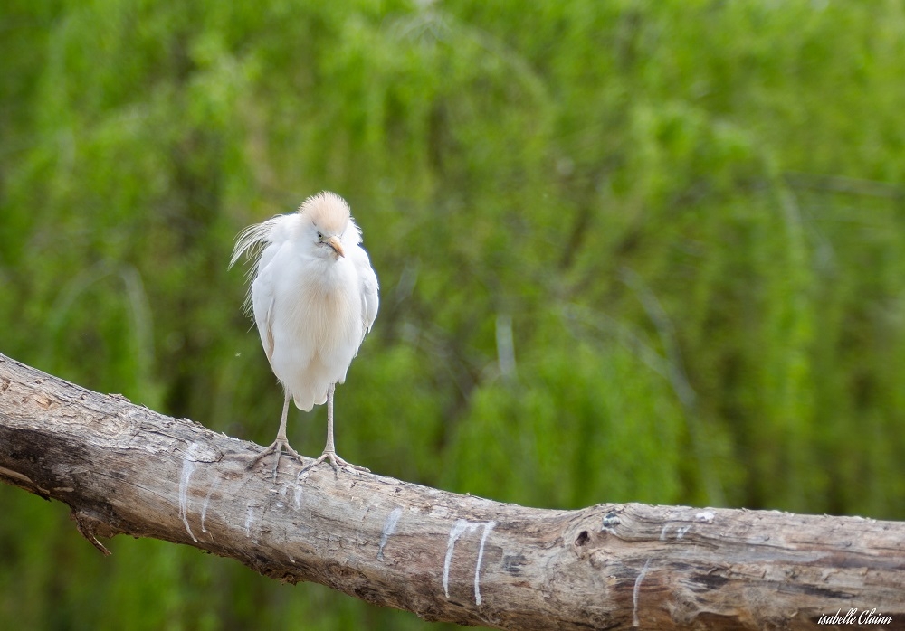 oiseau 1Afp.jpg
