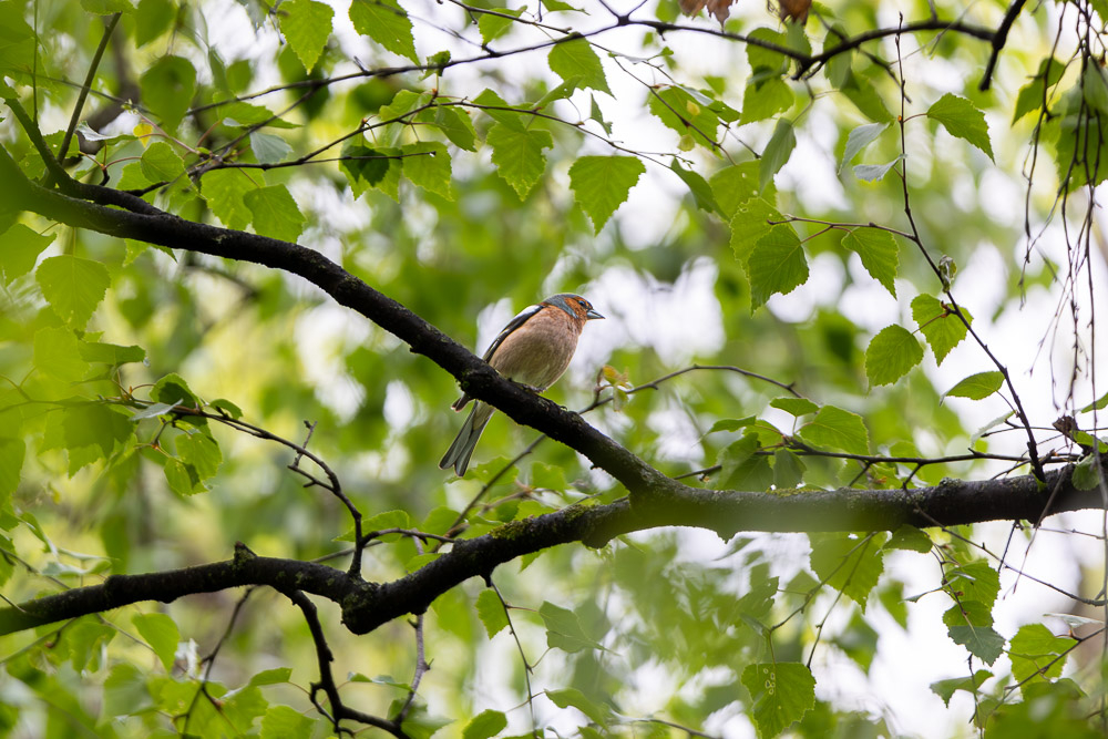oiseaux-2.jpg.7591b406ba0928f22314f42238c5bba5.jpg