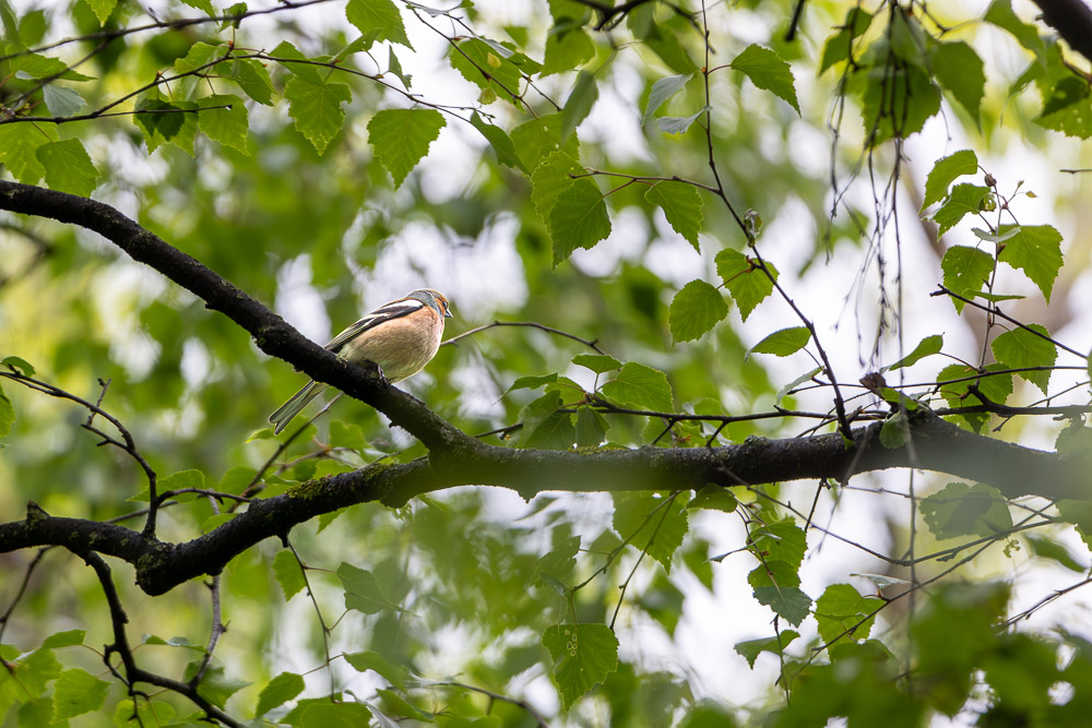 oiseaux-3.jpg.1322c8b85fbe18babdce2b295ff17a94.jpg