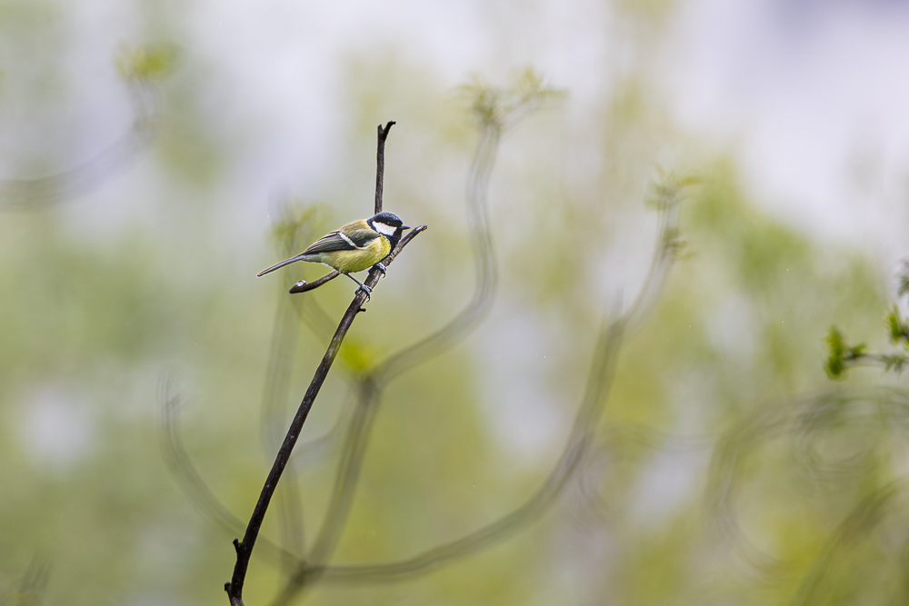 oiseaux-4.jpg.24713a7f2cb31194419ad9a54e01b672.jpg