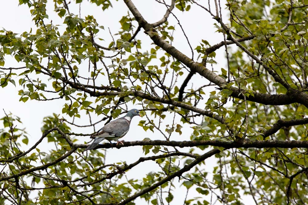 oiseaux.jpg.e8ffc1f4806cc3ec7e5c9baeb78bb51b.jpg