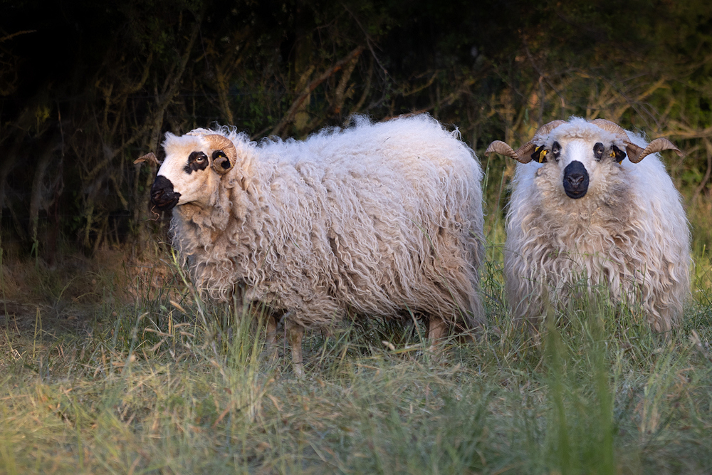 104A4782-export.jpg.e870fd5bde5730f61ed01a15a2433be6.jpg