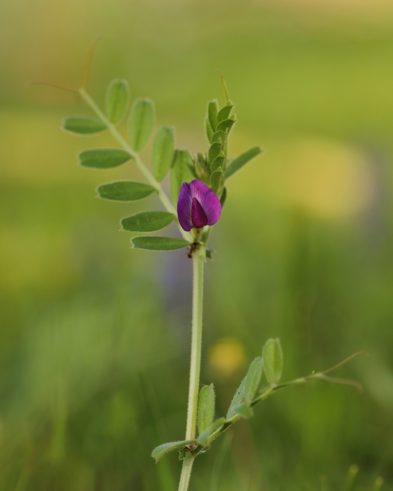 2G6A6252.JPG