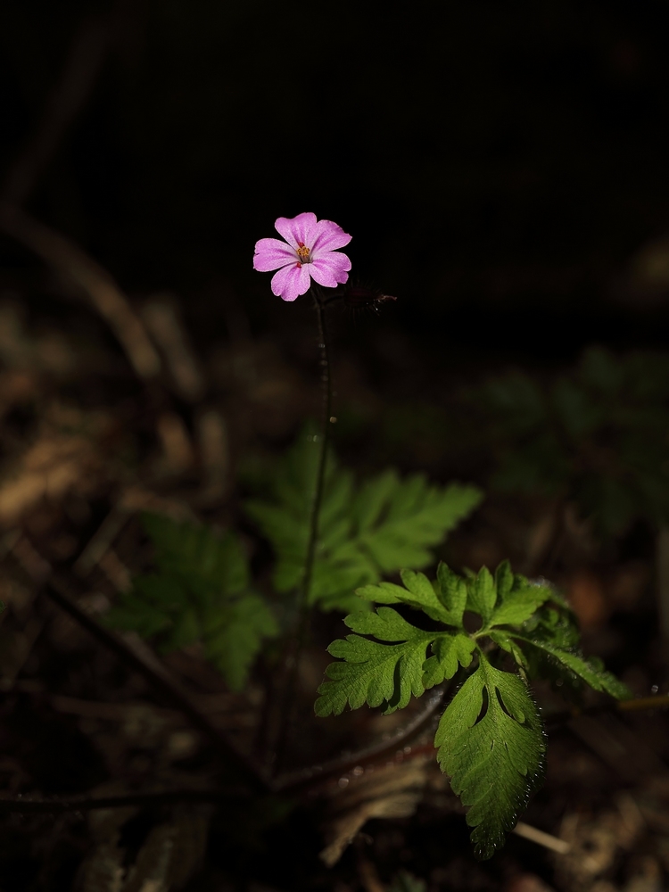 2G6A6356.JPG