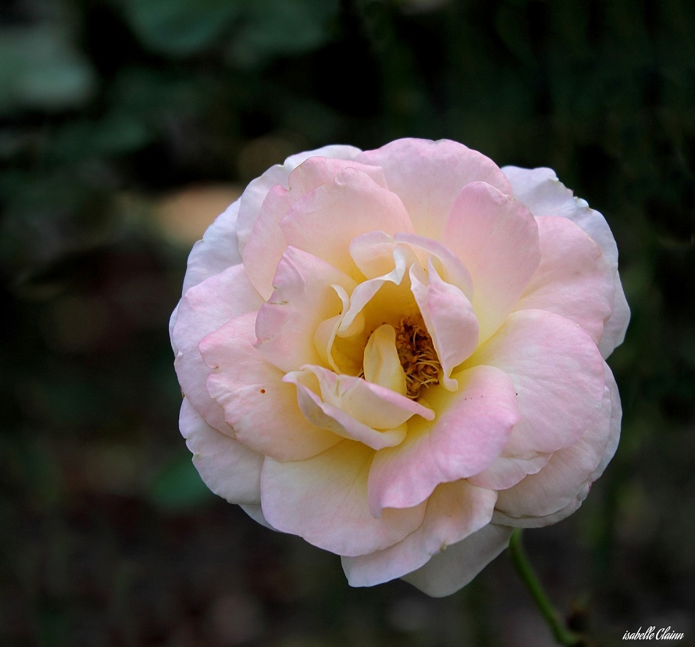 59677f386a252_fleur3f2p.jpg
