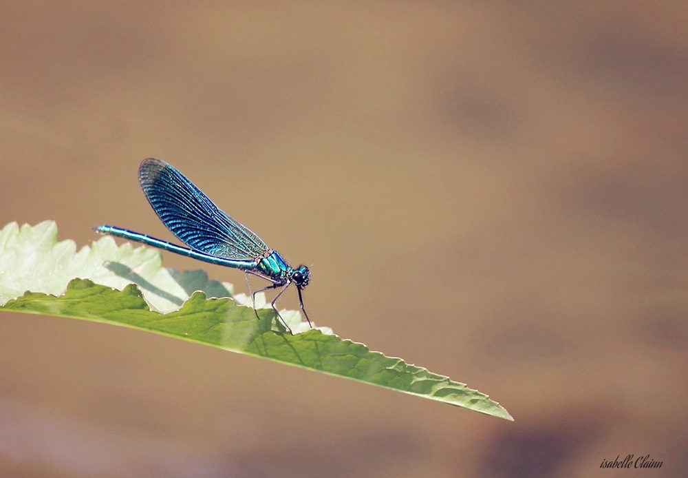 596a55430f2a2_LibelluleAf2p a.jpg