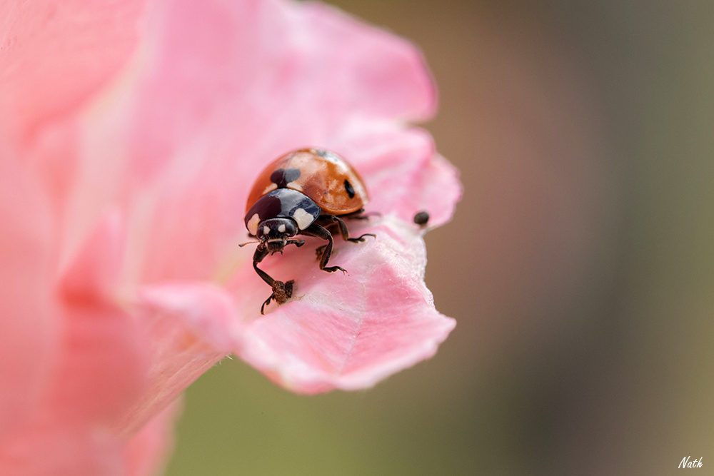 Coccinelle.jpg.d6f1a1d715ca7c398130b4780098fe4c.jpg
