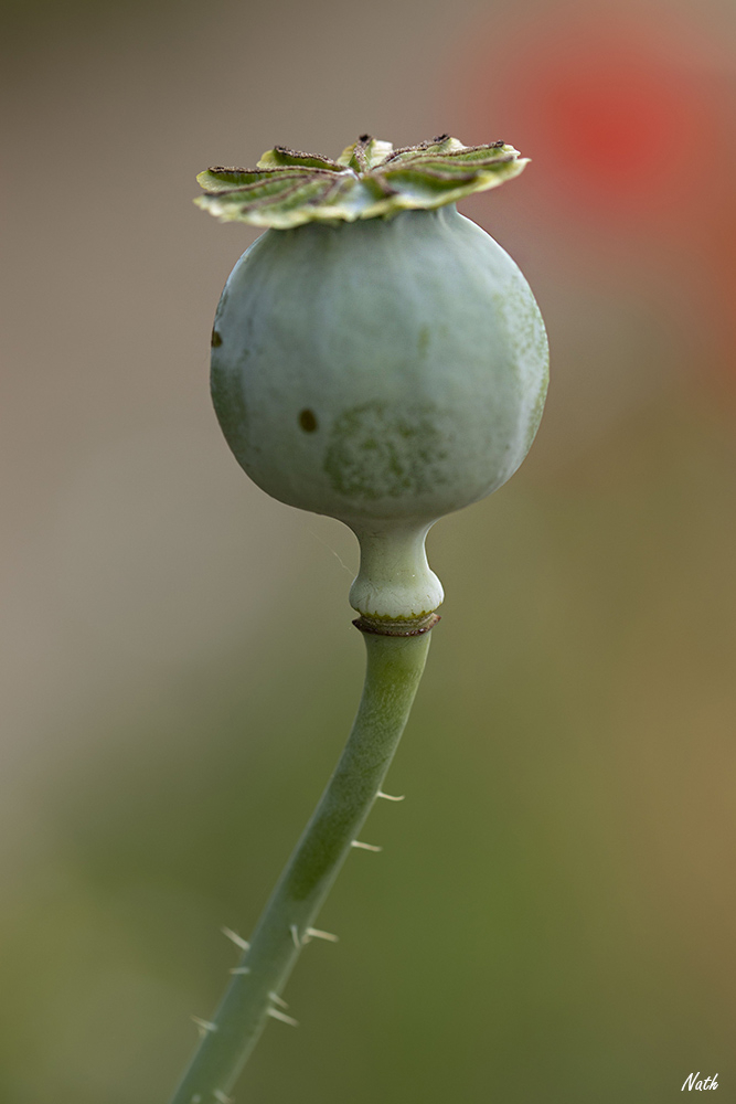 Coquelicot_3.jpg.0f64183f927a2e7f4abf46381f17411b.jpg