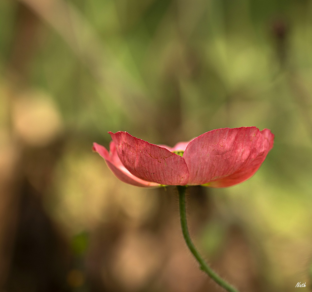 Coquelicot_5.jpg.6c584dbb95f02eb4a0ee401f7ec59daf.jpg