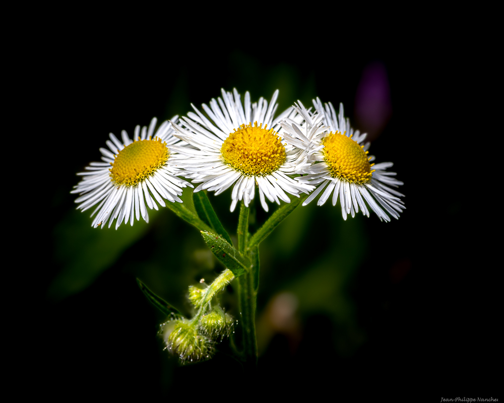 FLEUR-2.jpg.00f77c0d3fb65c2bf548e5daa555cca8.jpg