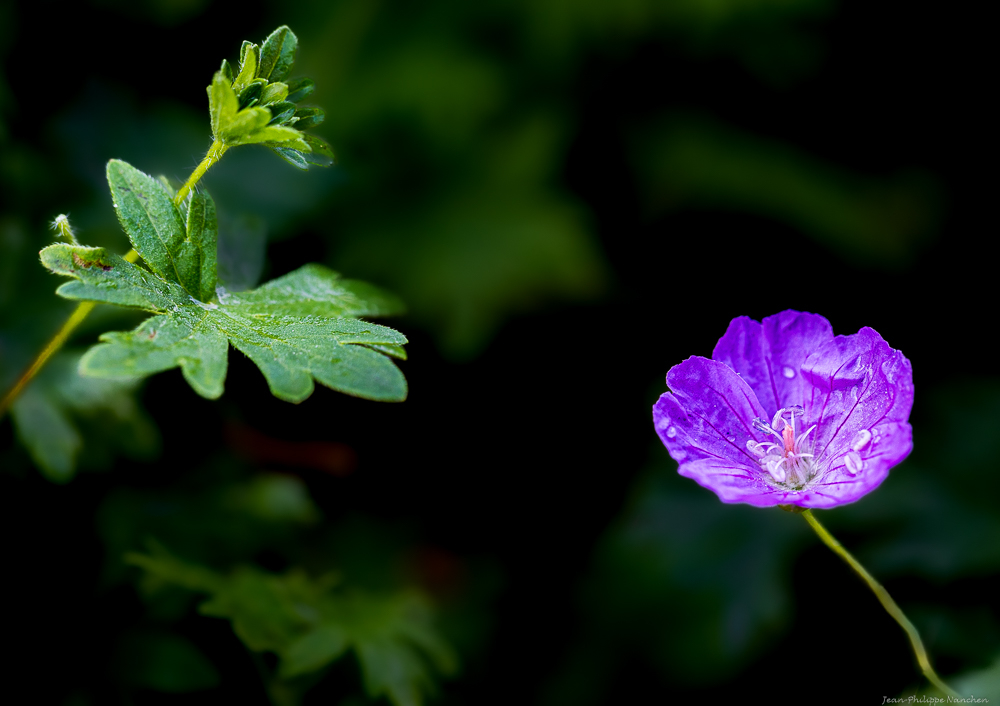 FLEUR.jpg.0e779f29516a88a1816e60fc79361816.jpg
