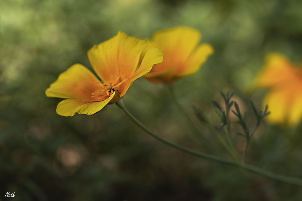 Fleurfloue.jpg.f02ca46cb776e07173f2a06eb65c4ae3.jpg