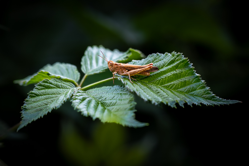 MACRO-4.jpg.f716cd765728f5f9b051f8bb0b5772f4.jpg