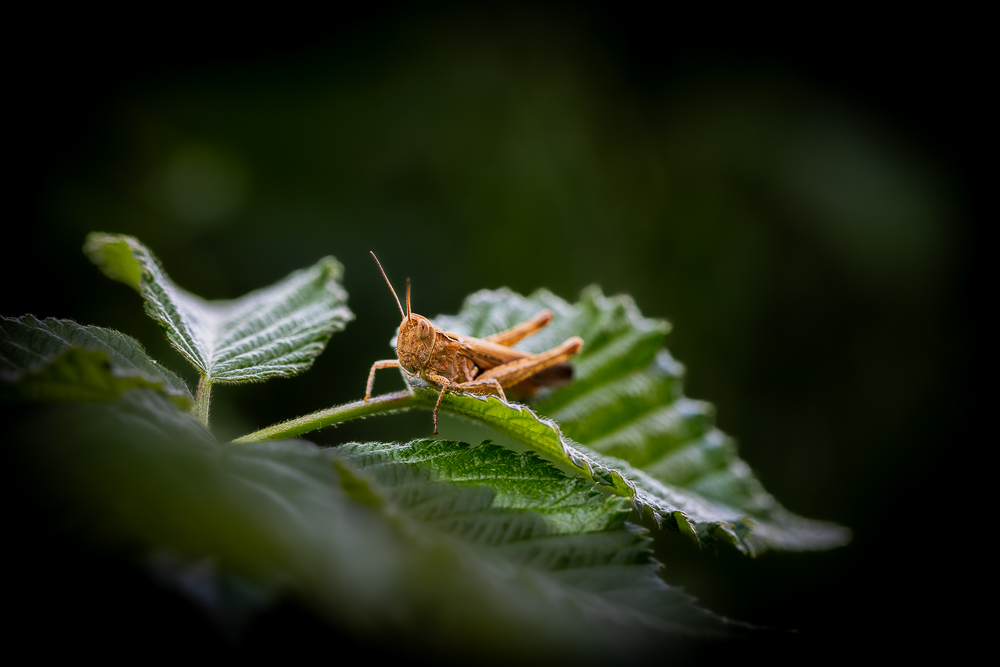 MACRO-5.jpg.9a8ac5a3cc5193a27480689e99f342da.jpg