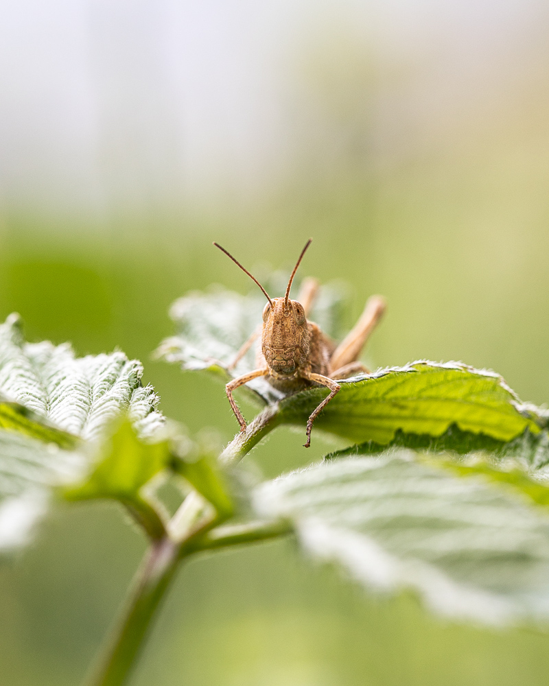 MACRO-6.jpg.3b581b884170f61ce7f517026212d835.jpg