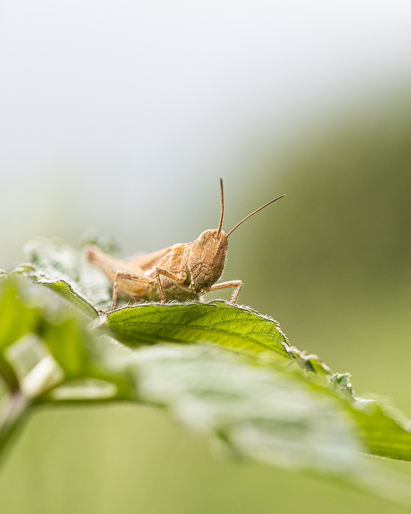 MACRO-7.jpg.bbdd8a384e6ec0dc05921de28e5fca96.jpg