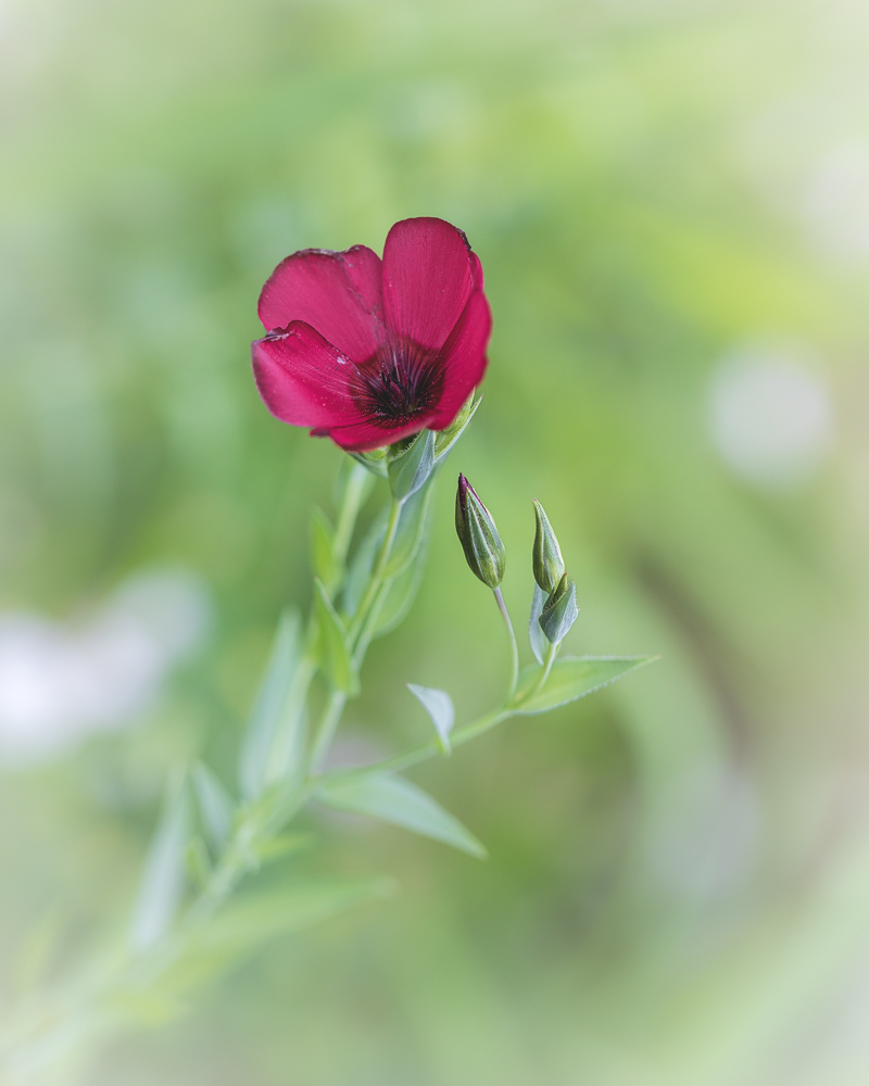 MACRO-8.jpg.6788bc828cf60b934bc7aa76a8ed1815.jpg