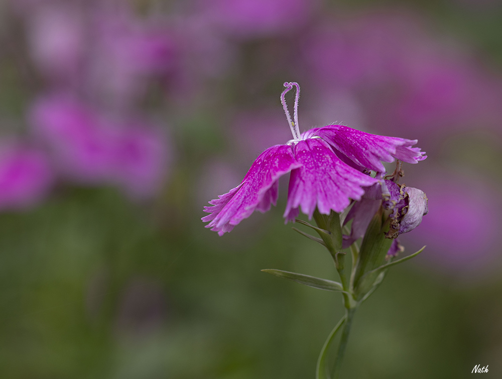 Oeillet_1.jpg.4a626de5ed2ad488aa357402fef2e6e1.jpg