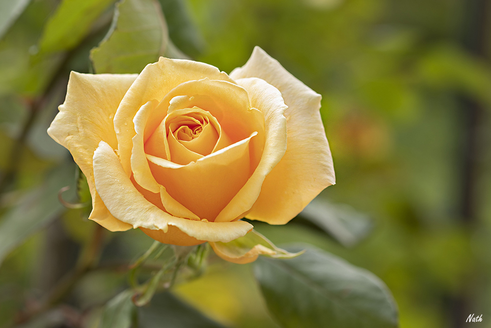 Rose.jpg.dd52ffe8ee9d6db8bf47d25682089d04.jpg