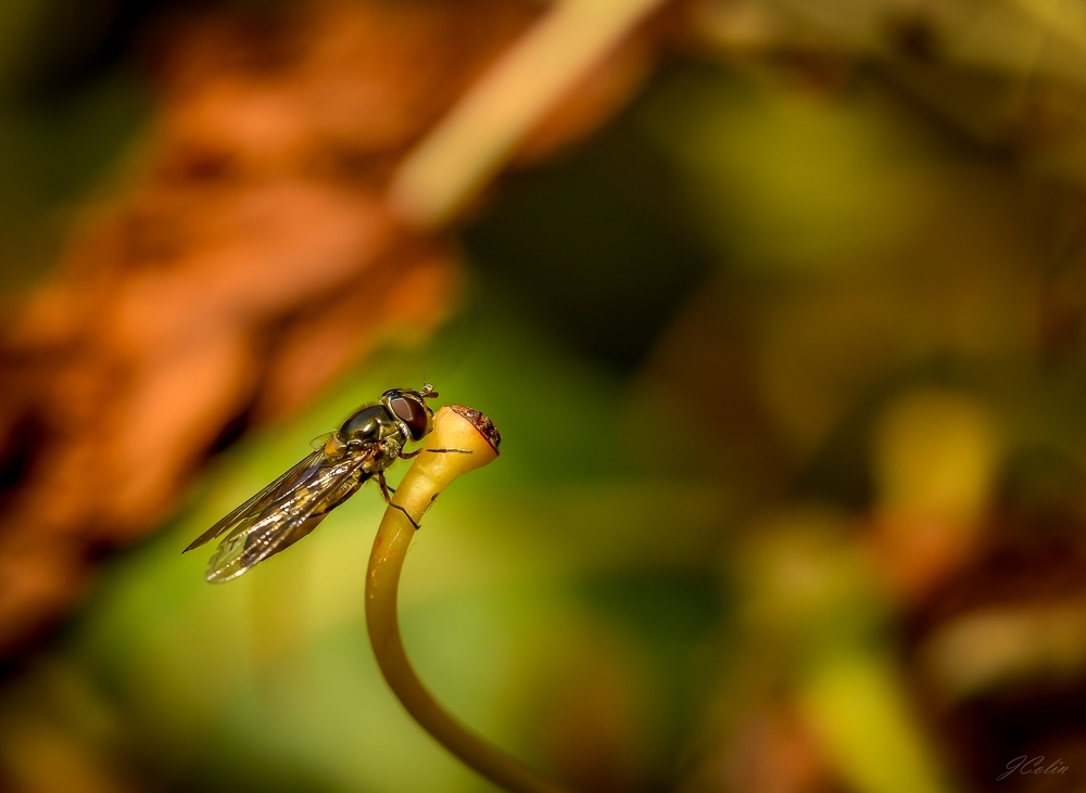 _DSC9593-1.JPG.c2909f8233fc9231d02ec85f3c041041.JPG