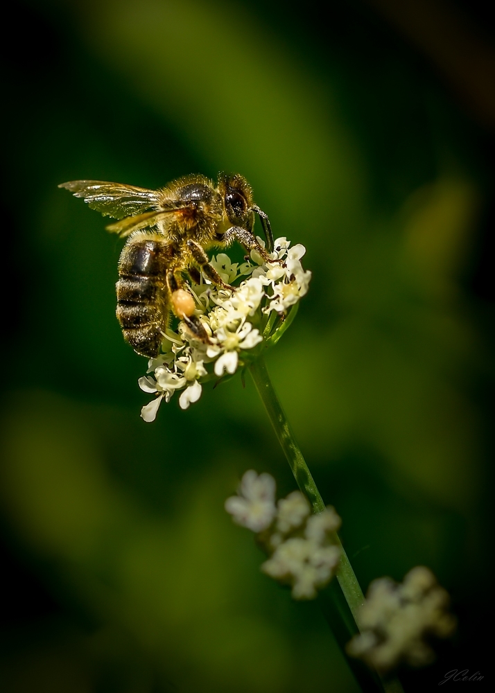_DSC9958-5.JPG.c0fa31c29f95ae13d80cce53fa9f9794.JPG