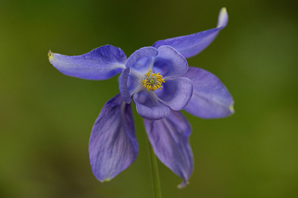 ancoliealpine.jpg.322e622feb0cc371899e083d47e3ce58.jpg