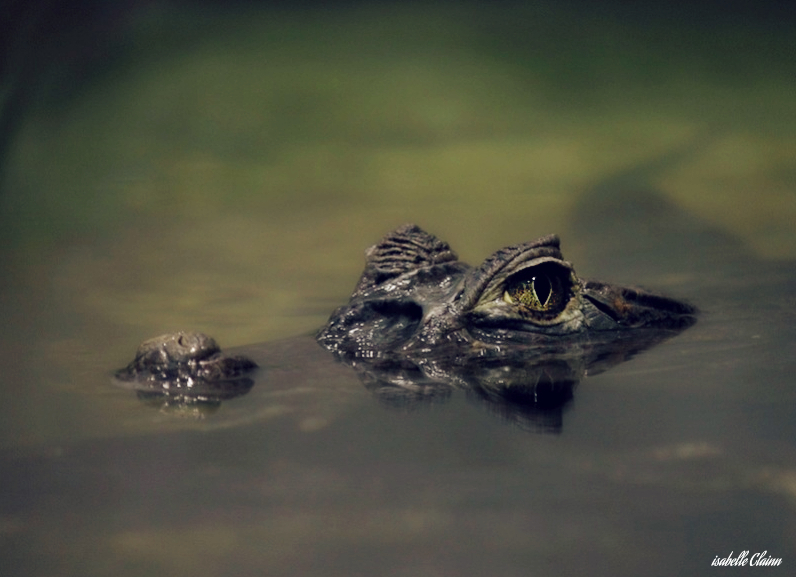 caiman10.jpg