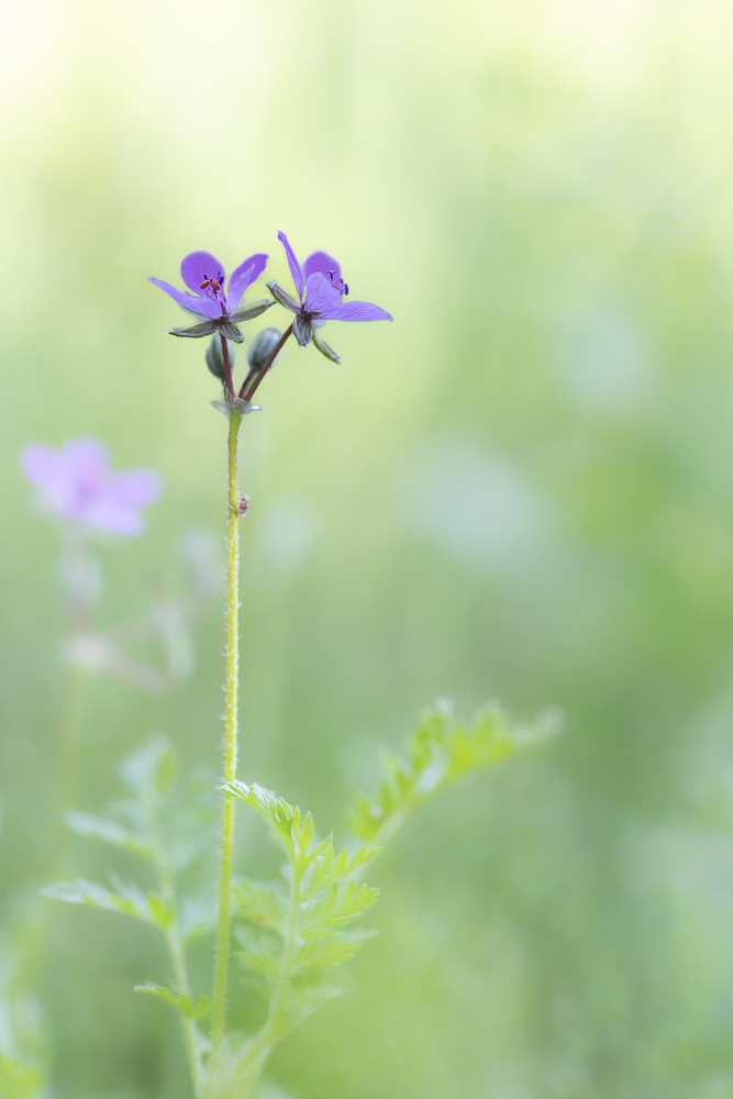 fleur-2.jpg.4191593abaeb25e272163ba286824c22.jpg