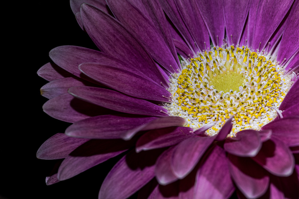 fleur-2.jpg.f5c5b10e86e2efaa7f8c395e47da0ec5.jpg